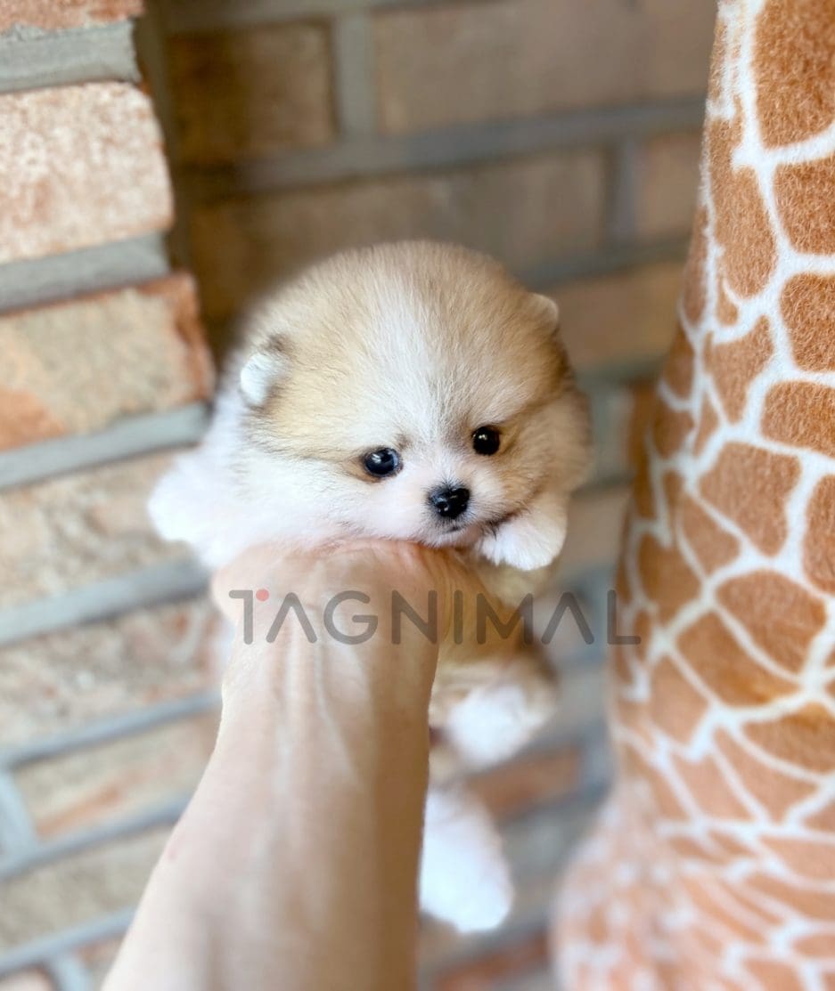 Pomeranian puppy for sale, dog for sale at Tagnimal