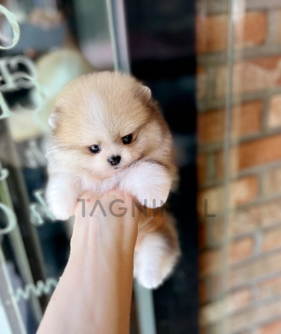 Pomeranian puppy for sale, dog for sale at Tagnimal