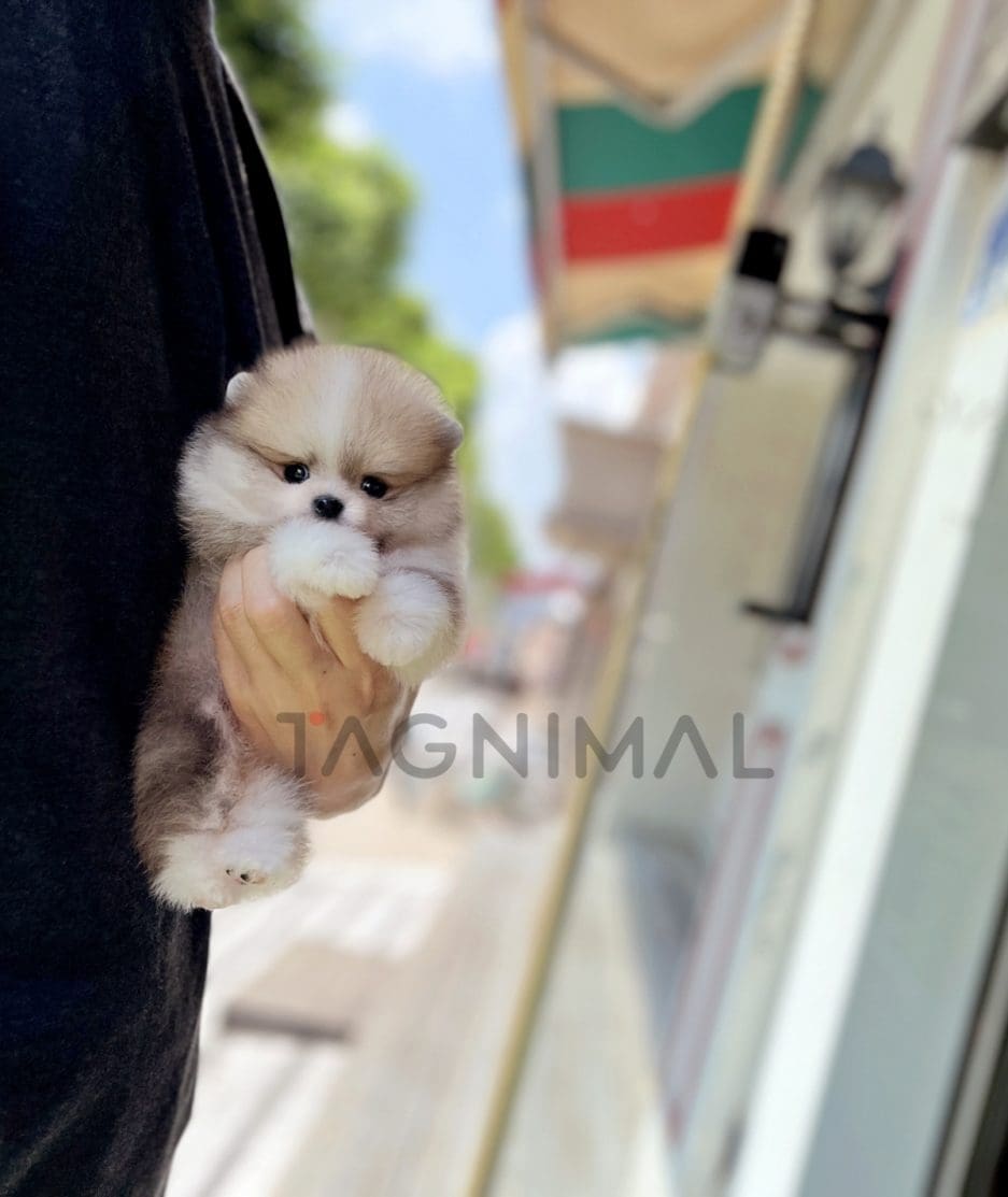 Pomeranian puppy for sale, dog for sale at Tagnimal