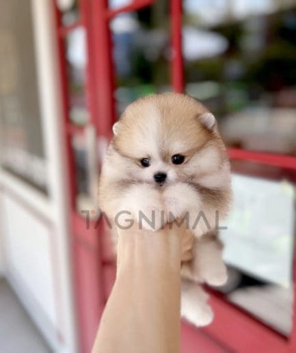 Pomeranian puppy for sale, dog for sale at Tagnimal