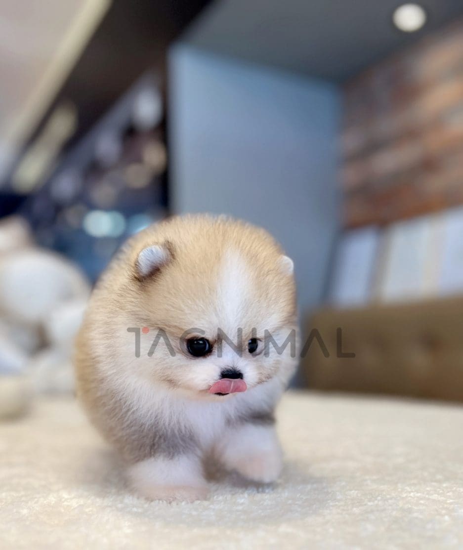 Pomeranian puppy for sale, dog for sale at Tagnimal