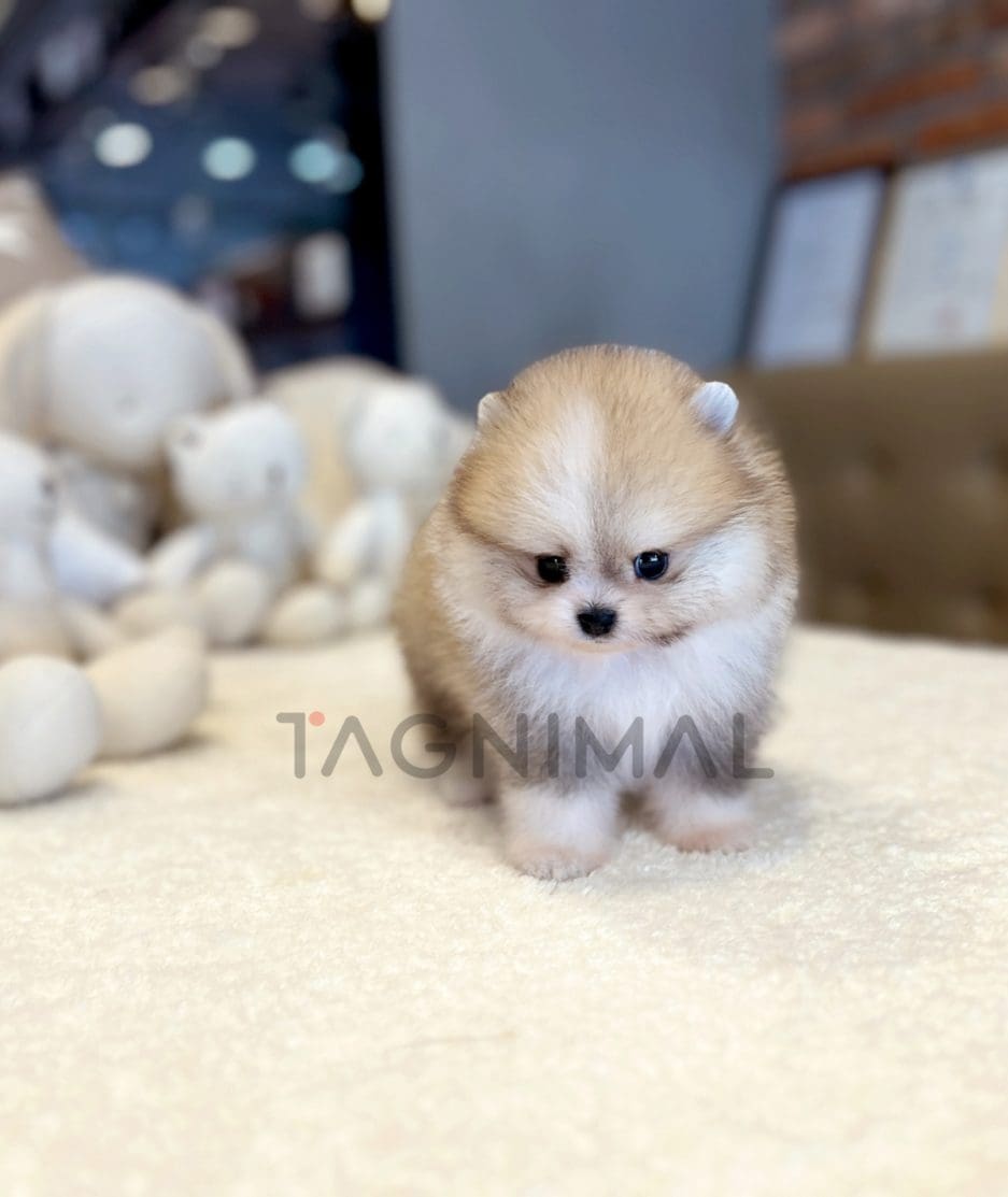 Pomeranian puppy for sale, dog for sale at Tagnimal