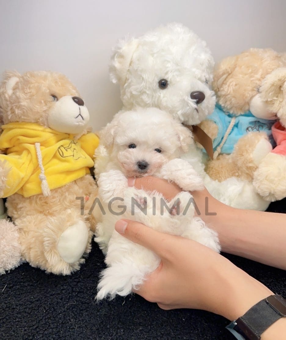 Poodle puppy for sale, dog for sale at Tagnimal