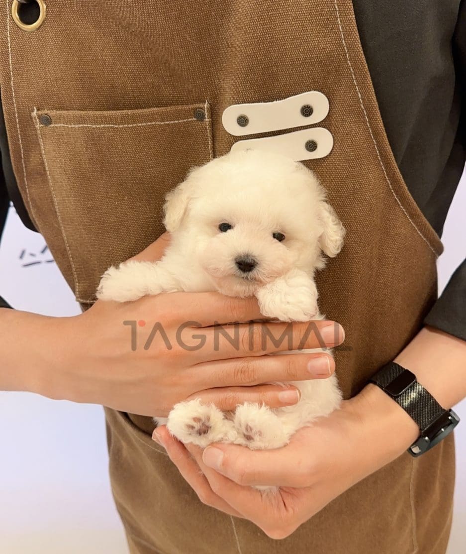 Poodle puppy for sale, dog for sale at Tagnimal