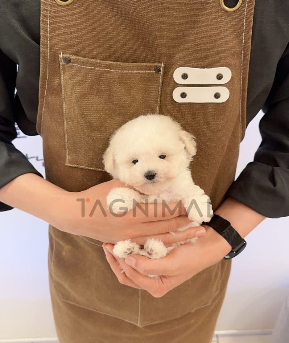 Poodle puppy for sale, dog for sale at Tagnimal