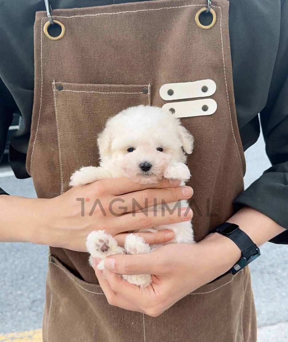 Poodle puppy for sale, dog for sale at Tagnimal