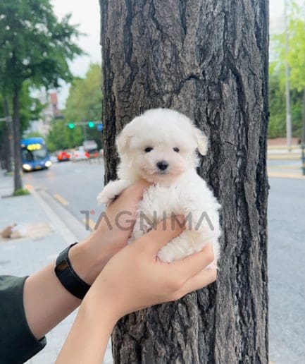 Poodle puppy for sale, dog for sale at Tagnimal