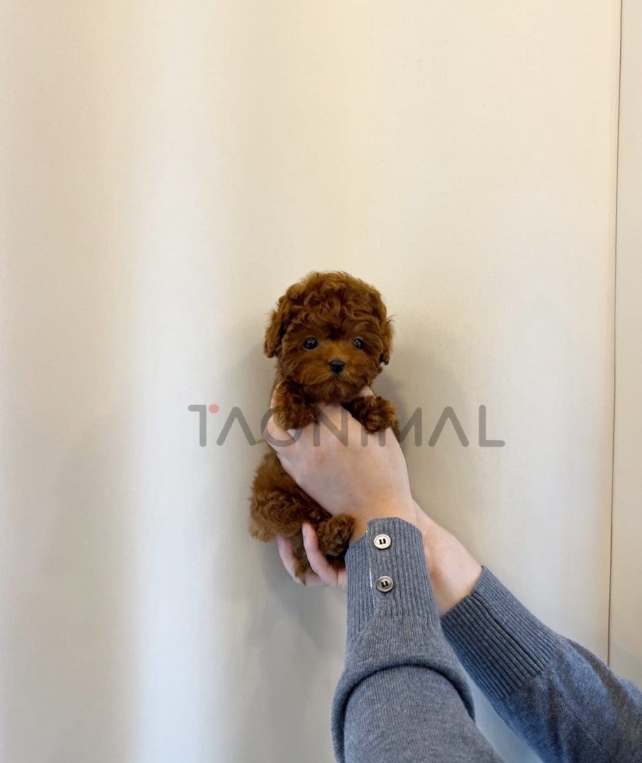 Poodle puppy for sale, dog for sale at Tagnimal