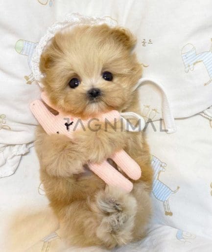 Maltipoo puppy for sale, dog for sale at Tagnimal