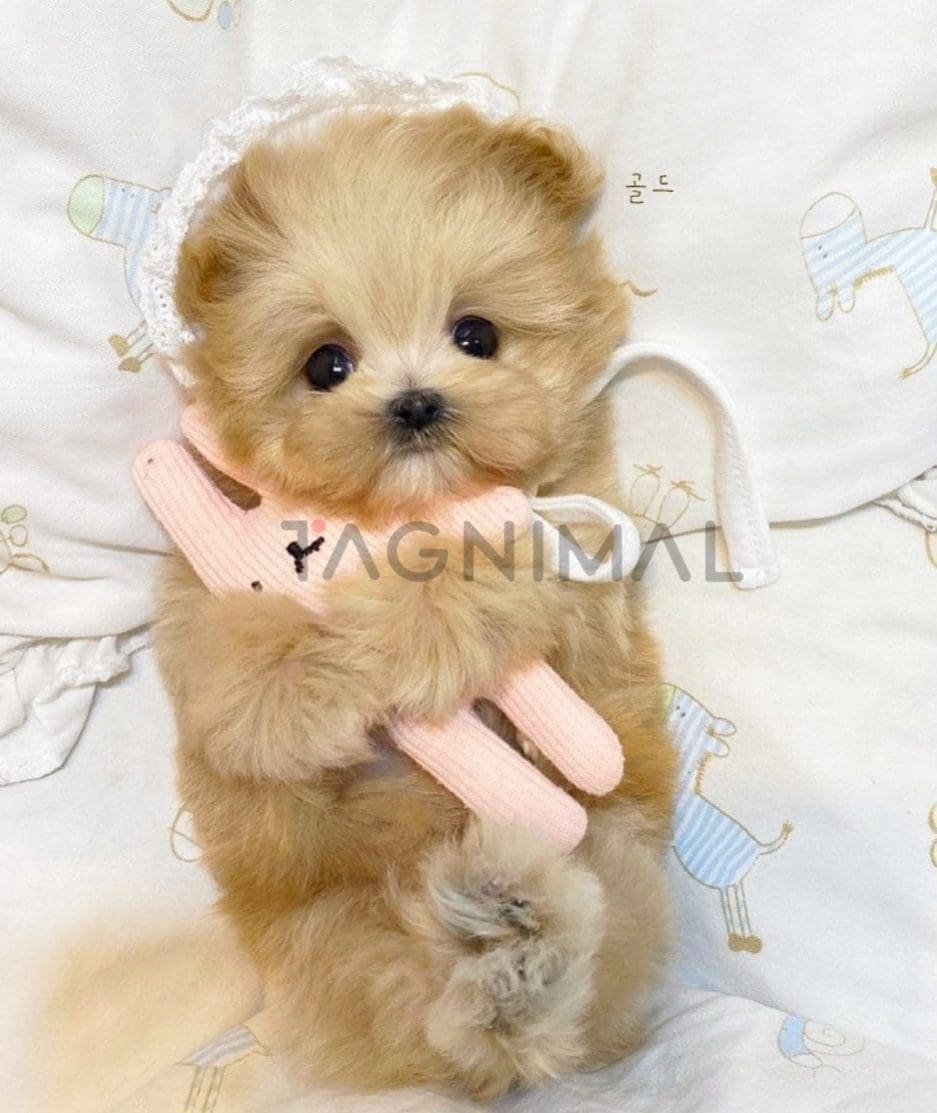 Maltipoo puppy for sale, dog for sale at Tagnimal