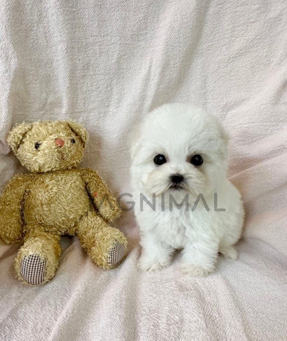 Bichon puppy for sale, dog for sale at Tagnimal