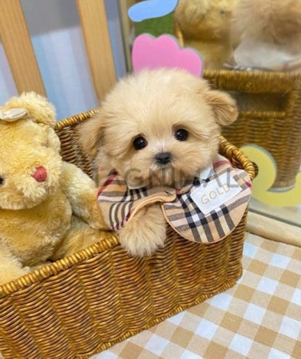 Maltipoo puppy for sale, dog for sale at Tagnimal