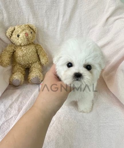 Bichon puppy for sale, dog for sale at Tagnimal