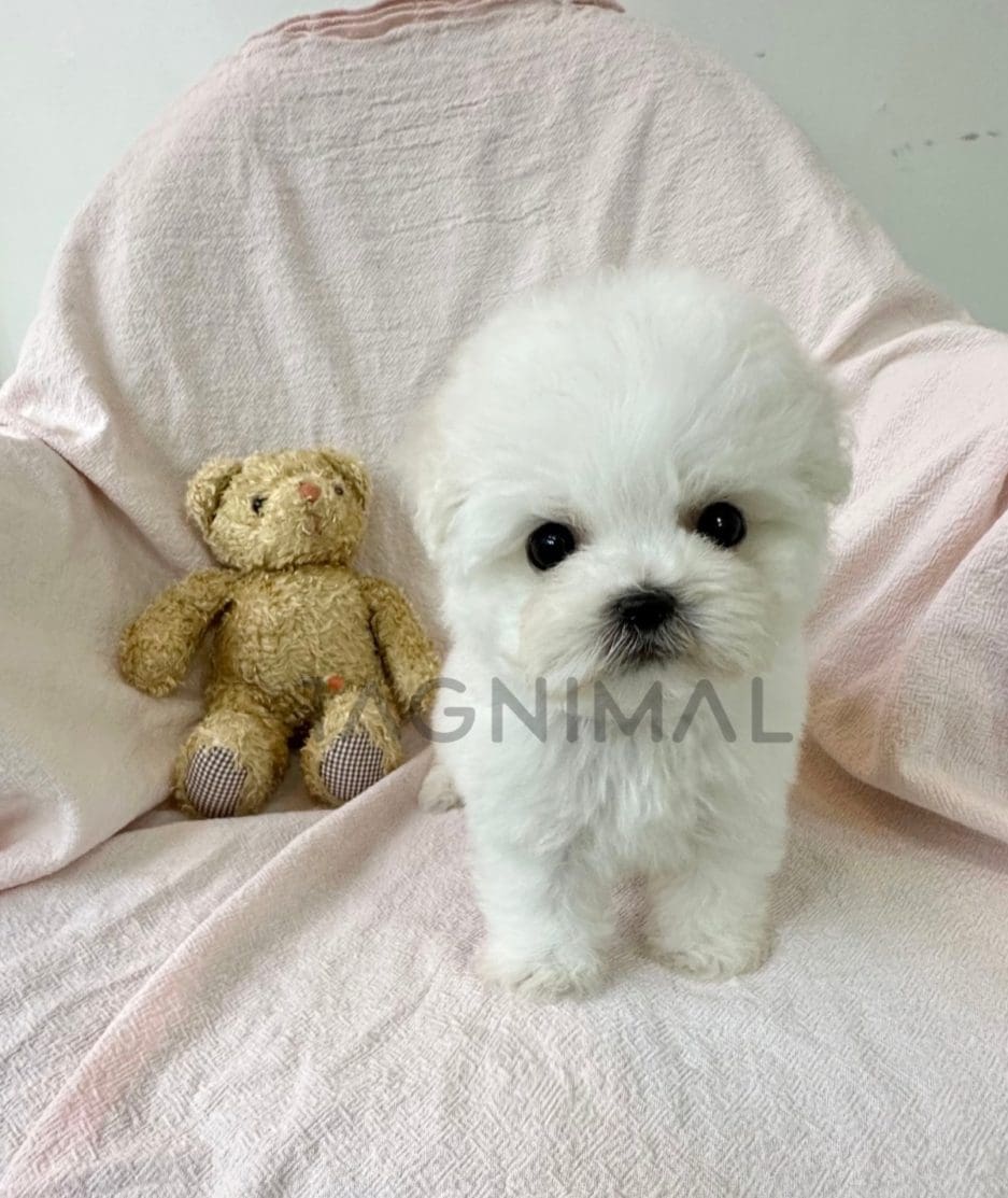 Bichon puppy for sale, dog for sale at Tagnimal