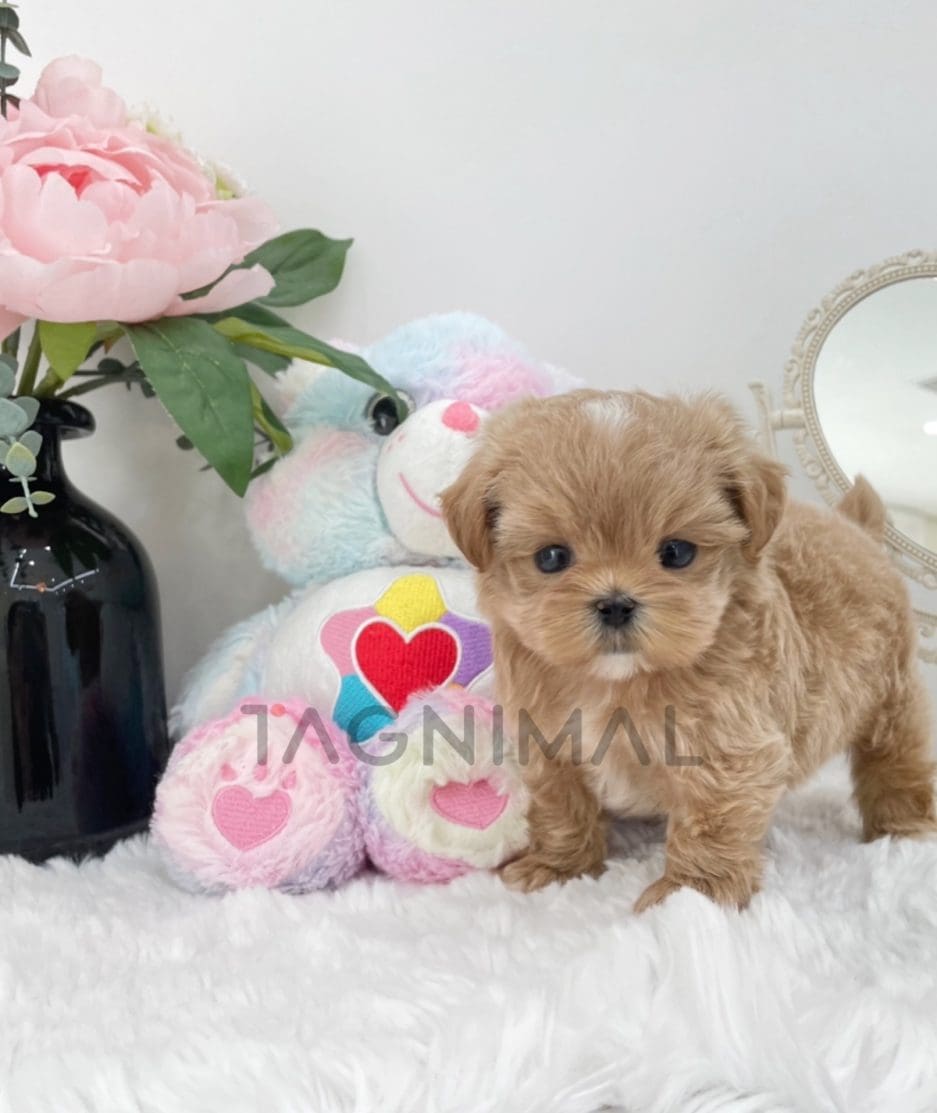 Maltipoo puppy for sale, dog for sale at Tagnimal