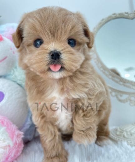 Maltipoo puppy for sale, dog for sale at Tagnimal