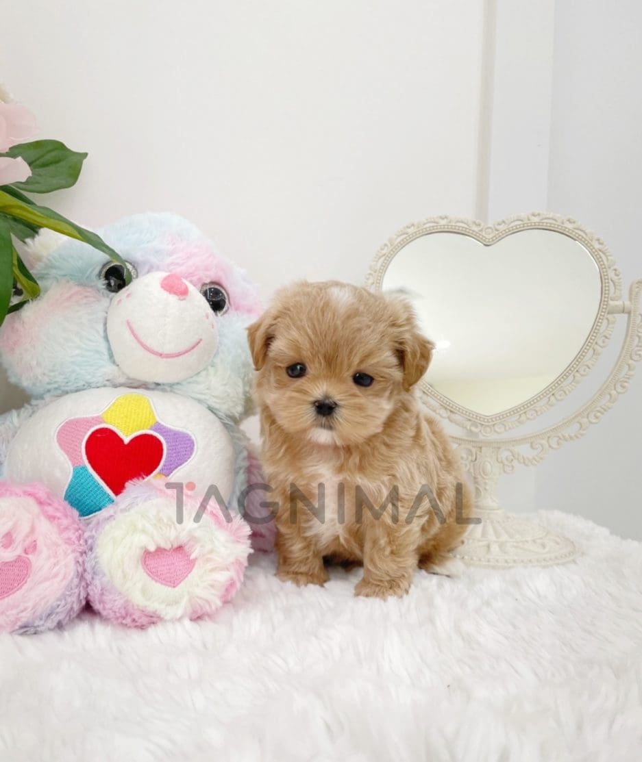 Maltipoo puppy for sale, dog for sale at Tagnimal