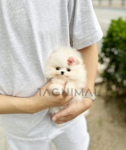 Pomeranian puppy for sale, dog for sale at Tagnimal