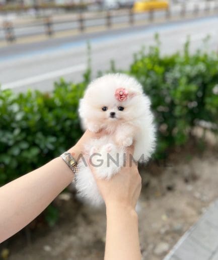 Pomeranian puppy for sale, dog for sale at Tagnimal