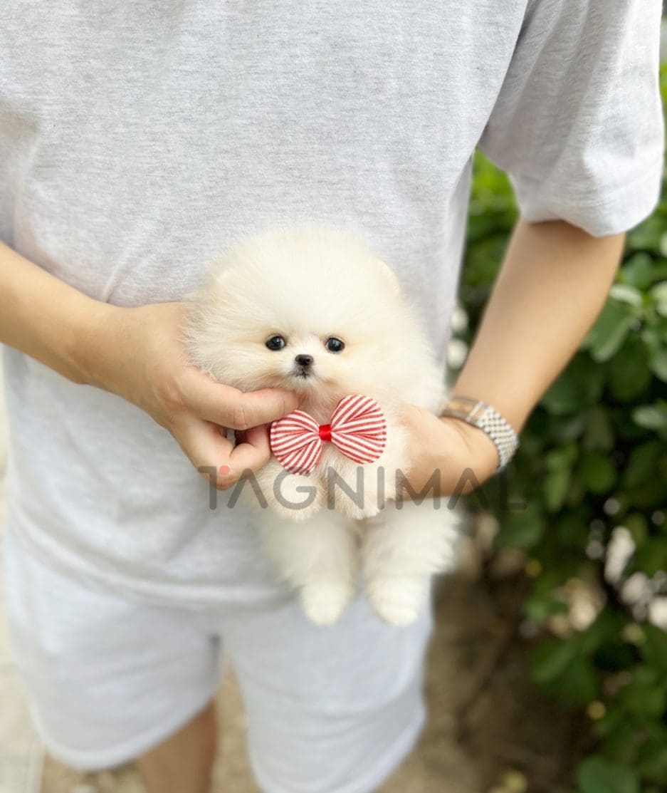 Pomeranian puppy for sale, dog for sale at Tagnimal