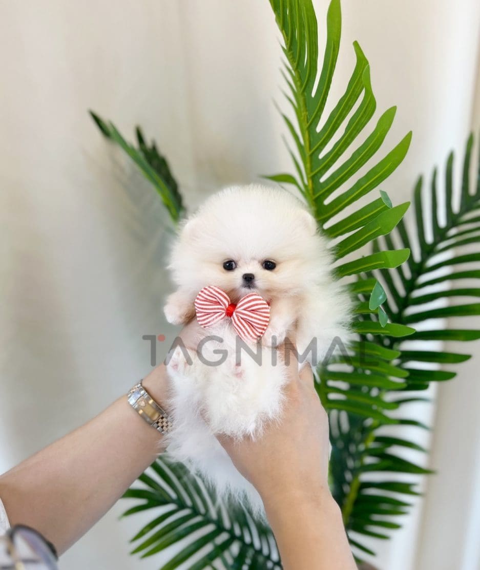 Pomeranian puppy for sale, dog for sale at Tagnimal