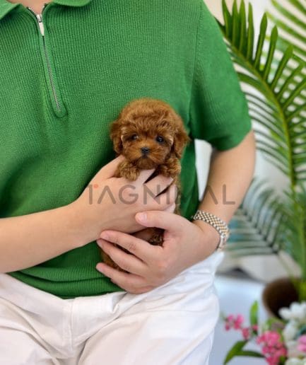 Poodle puppy for sale, dog for sale at Tagnimal