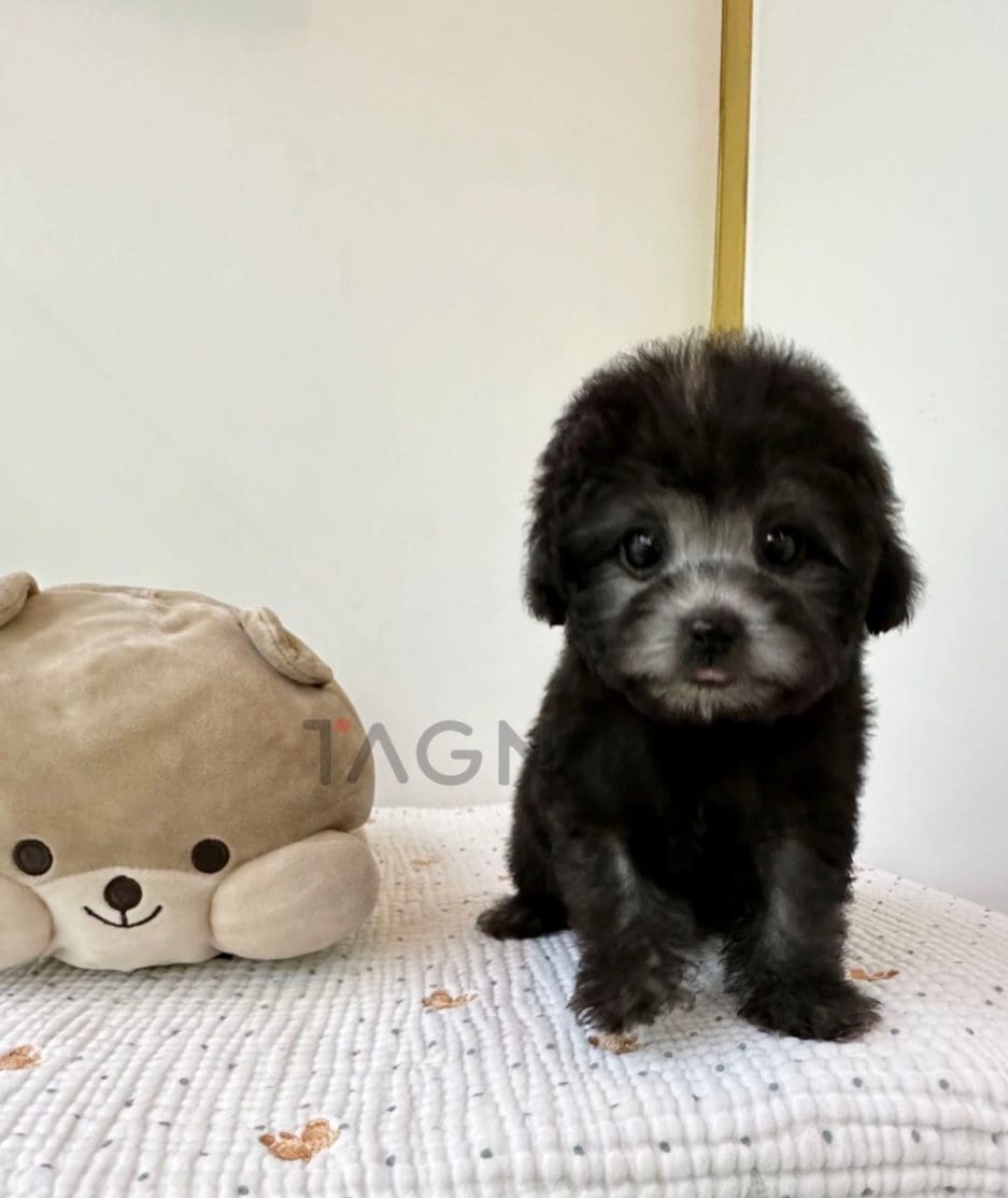 Poodle puppy for sale, dog for sale at Tagnimal