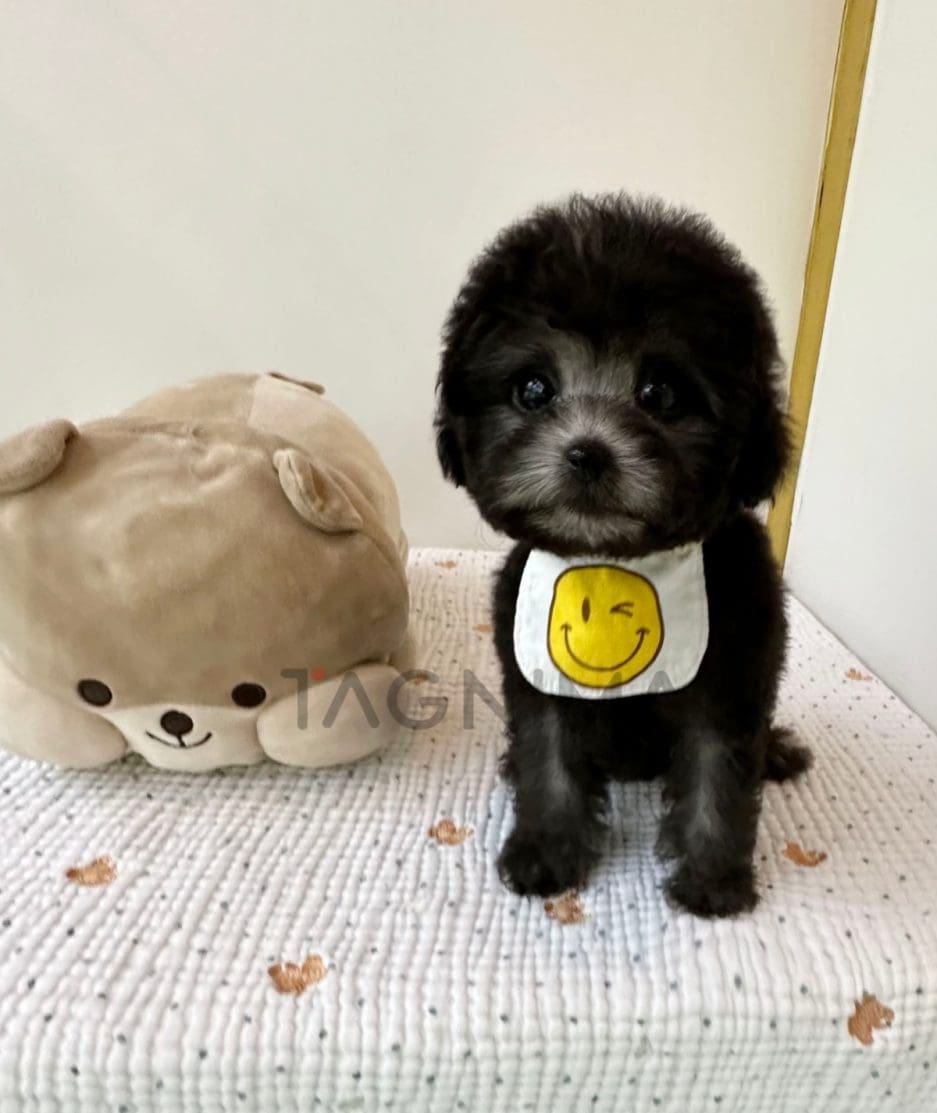 Poodle puppy for sale, dog for sale at Tagnimal