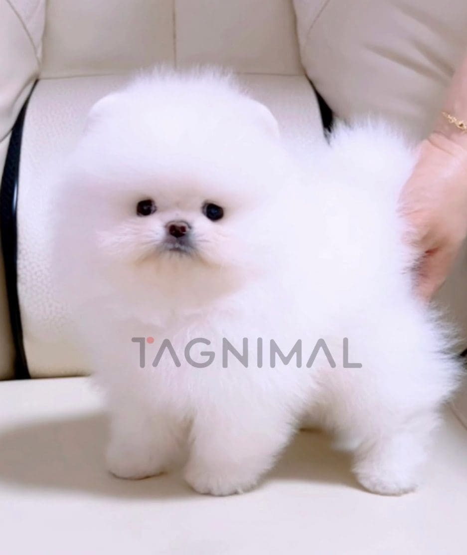 Pomeranian puppy for sale, dog for sale at Tagnimal