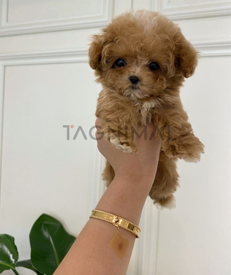 Maltipoo puppy for sale, dog for sale at Tagnimal