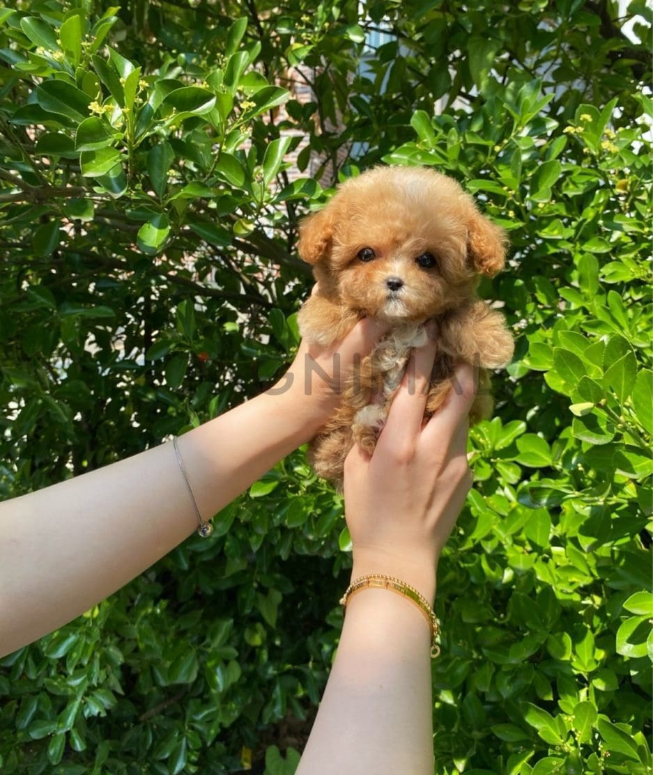 Maltipoo puppy for sale, dog for sale at Tagnimal