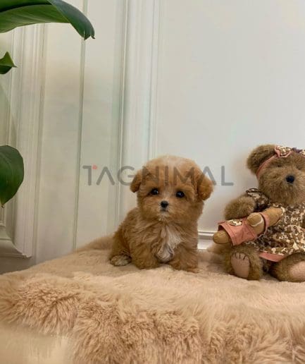 Maltipoo puppy for sale, dog for sale at Tagnimal