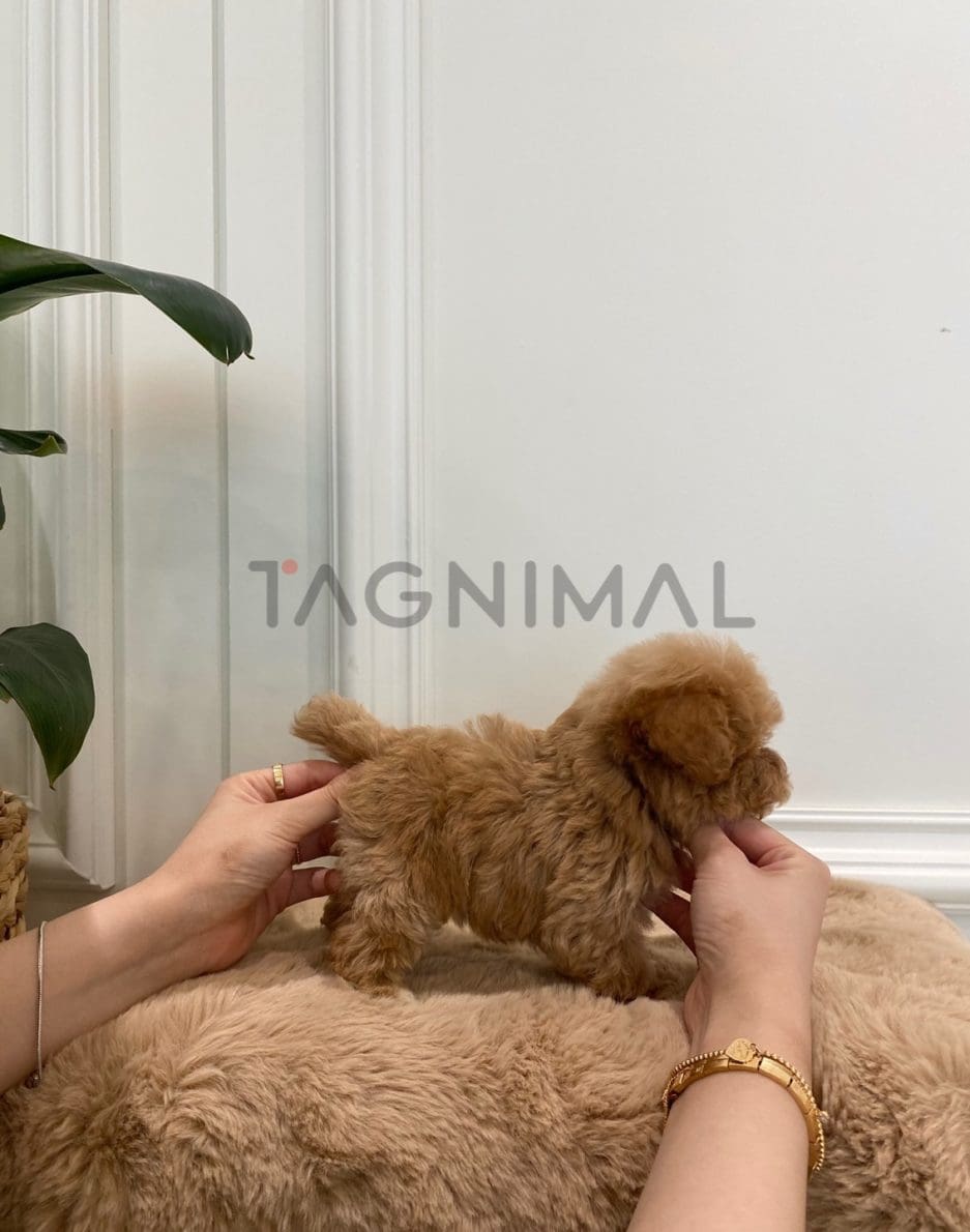 Maltipoo puppy for sale, dog for sale at Tagnimal