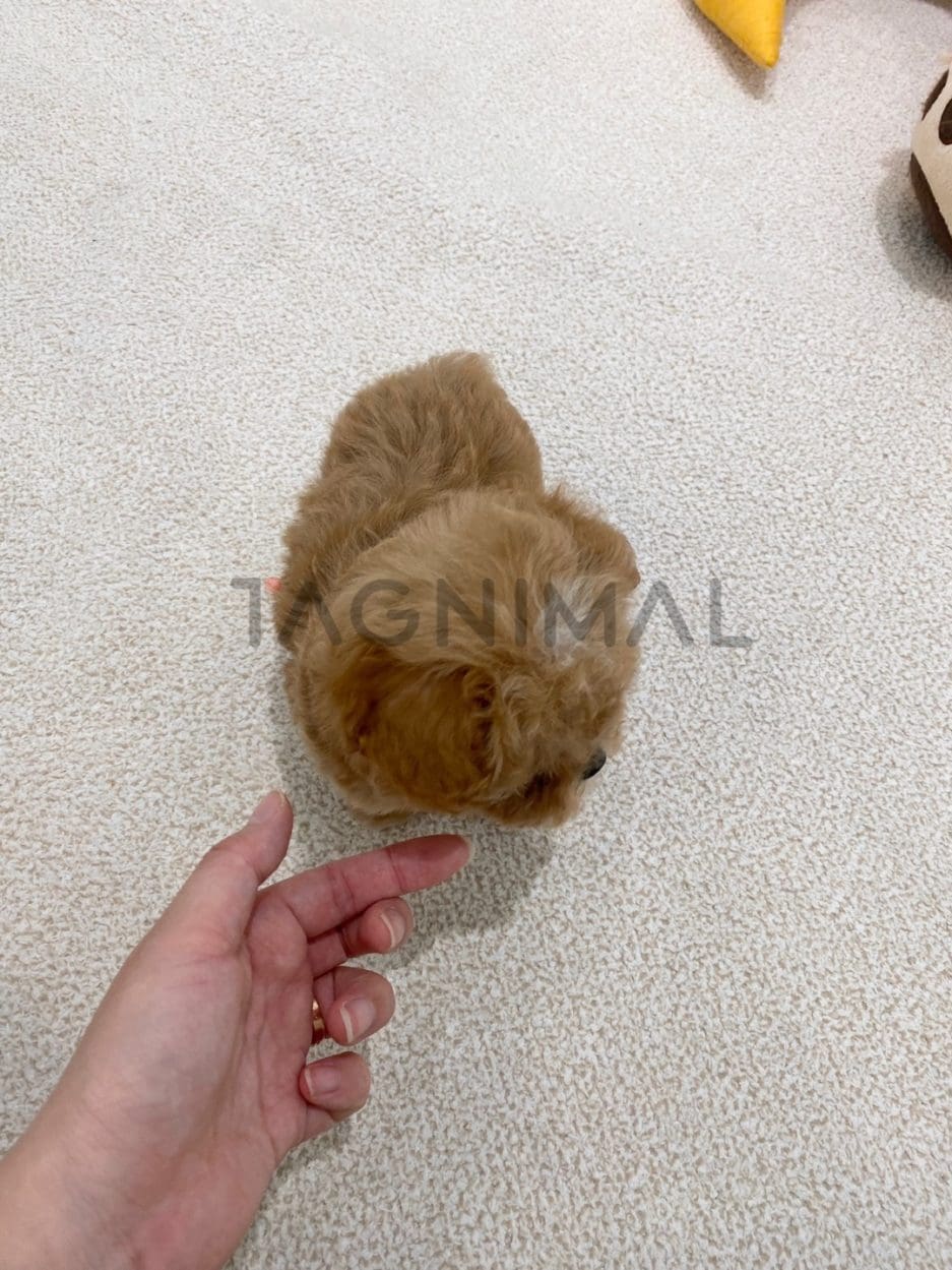 Maltipoo puppy for sale, dog for sale at Tagnimal