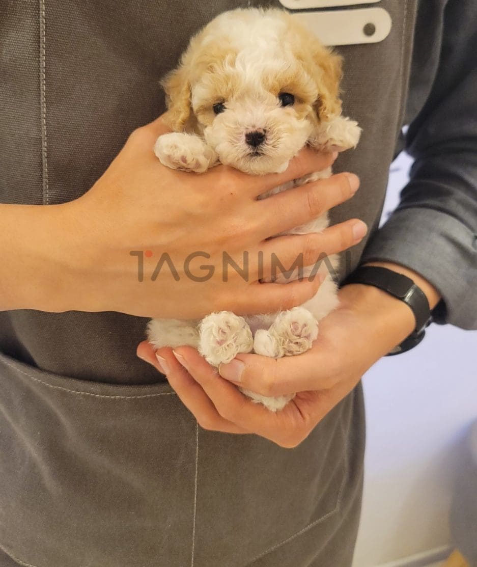 Maltipoo puppy for sale, dog for sale at Tagnimal