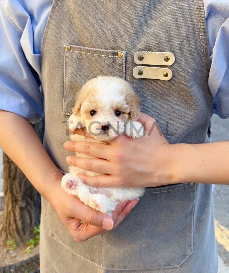 Maltipoo puppy for sale, dog for sale at Tagnimal