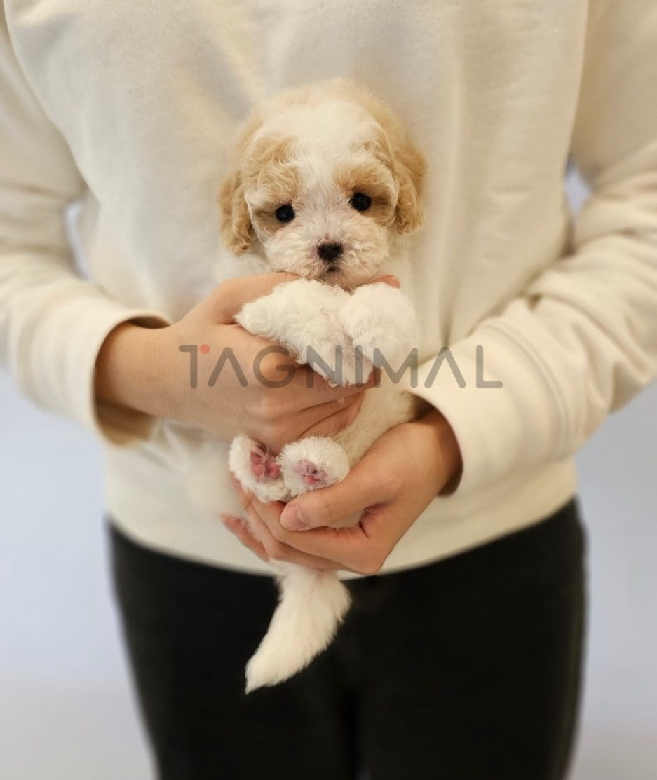 Maltipoo puppy for sale, dog for sale at Tagnimal