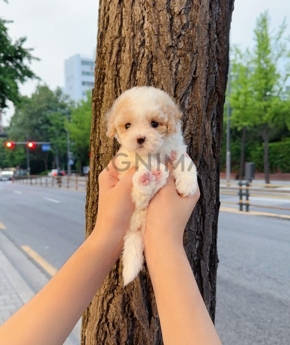 Maltipoo puppy for sale, dog for sale at Tagnimal