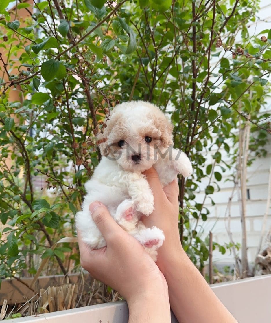 Maltipoo puppy for sale, dog for sale at Tagnimal