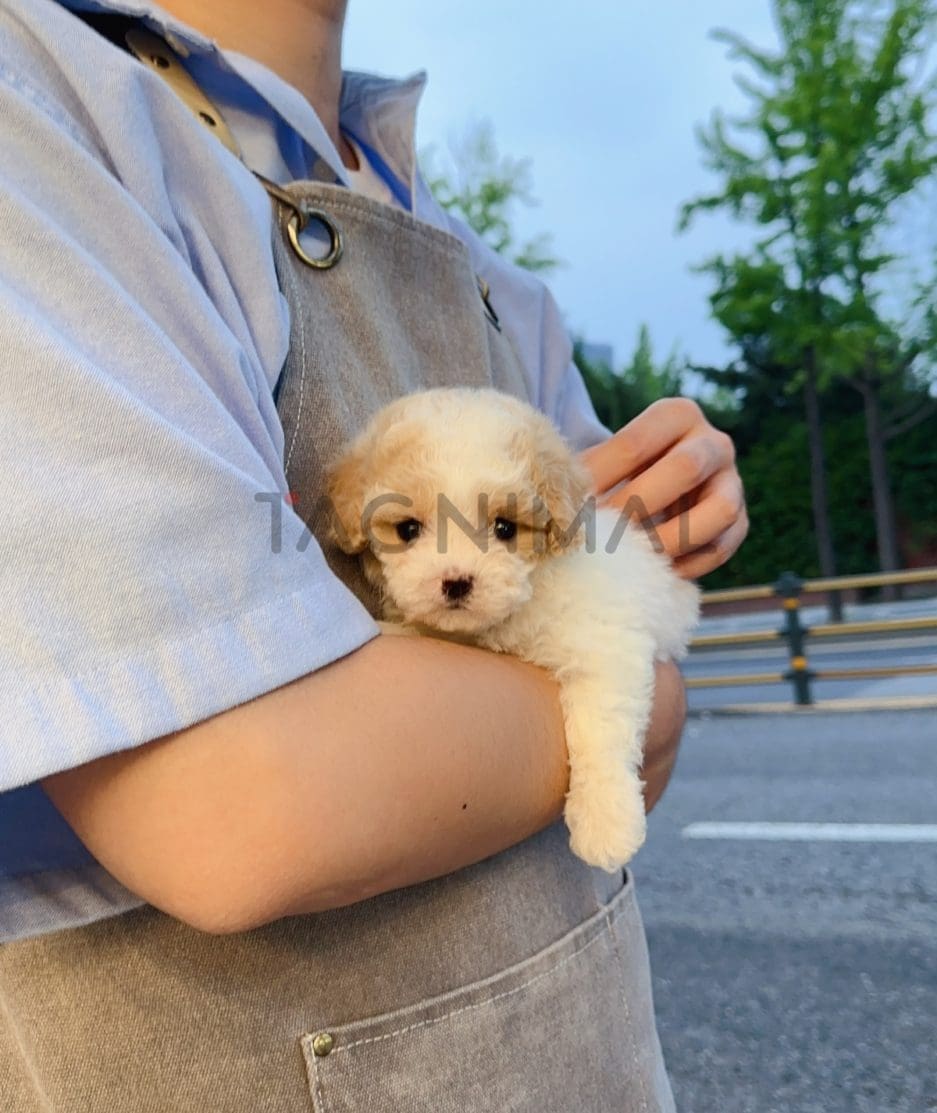 Maltipoo puppy for sale, dog for sale at Tagnimal