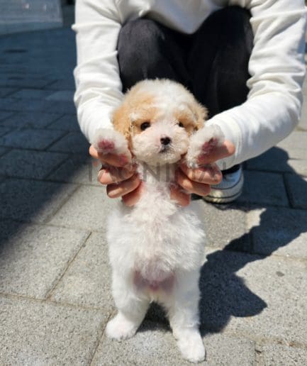 Maltipoo puppy for sale, dog for sale at Tagnimal