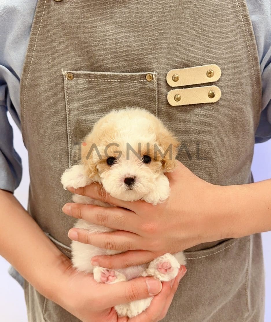 Maltipoo puppy for sale, dog for sale at Tagnimal