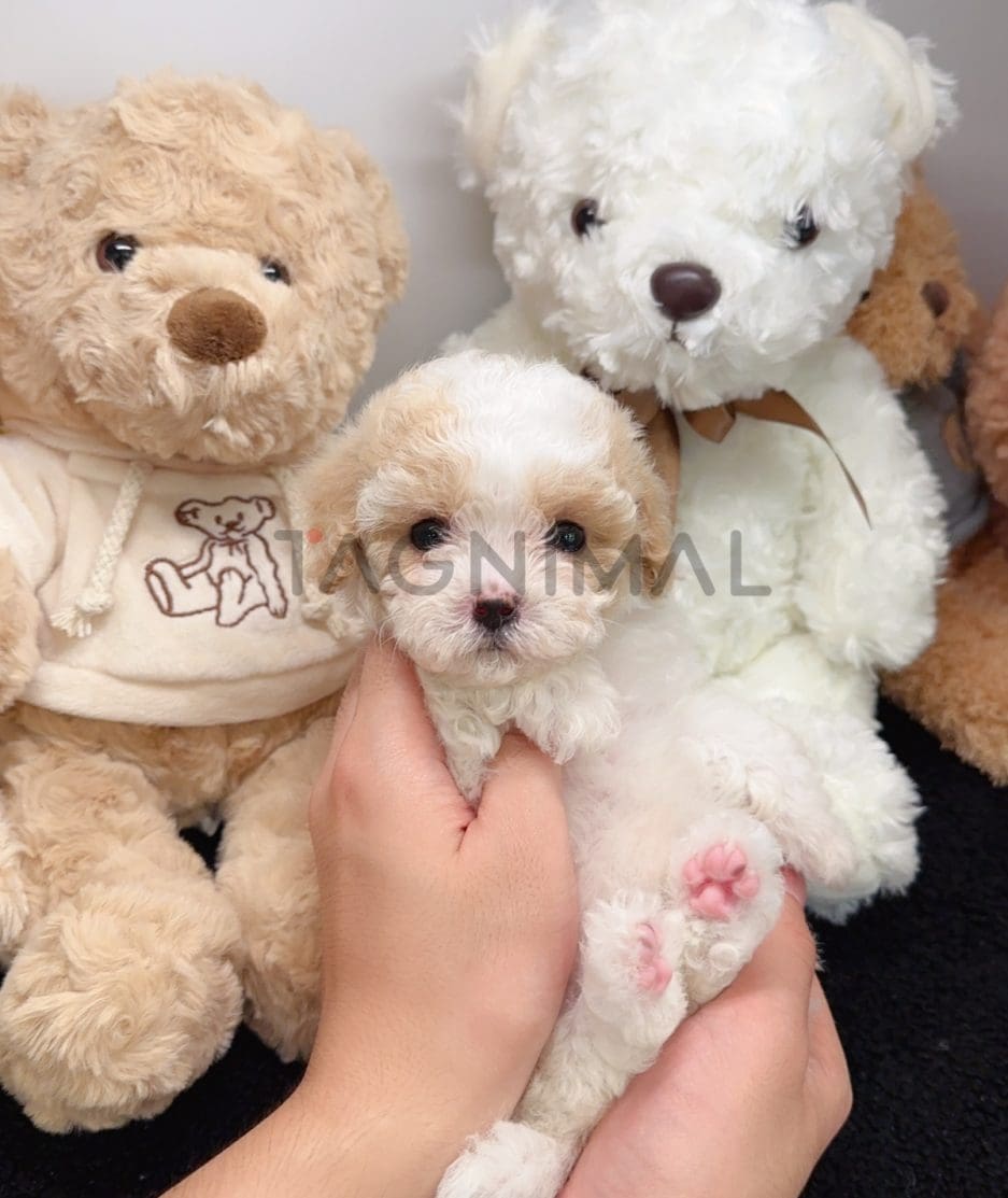 Maltipoo puppy for sale, dog for sale at Tagnimal