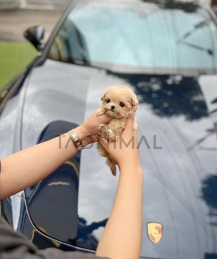 Maltipoo puppy for sale, dog for sale at Tagnimal