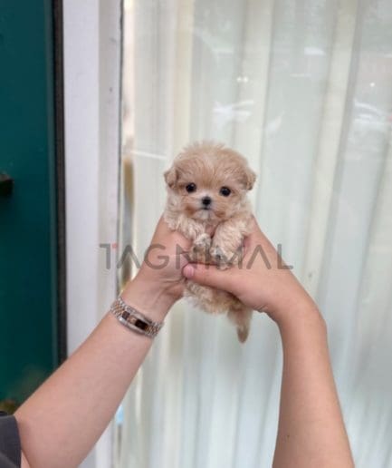 Maltipoo puppy for sale, dog for sale at Tagnimal