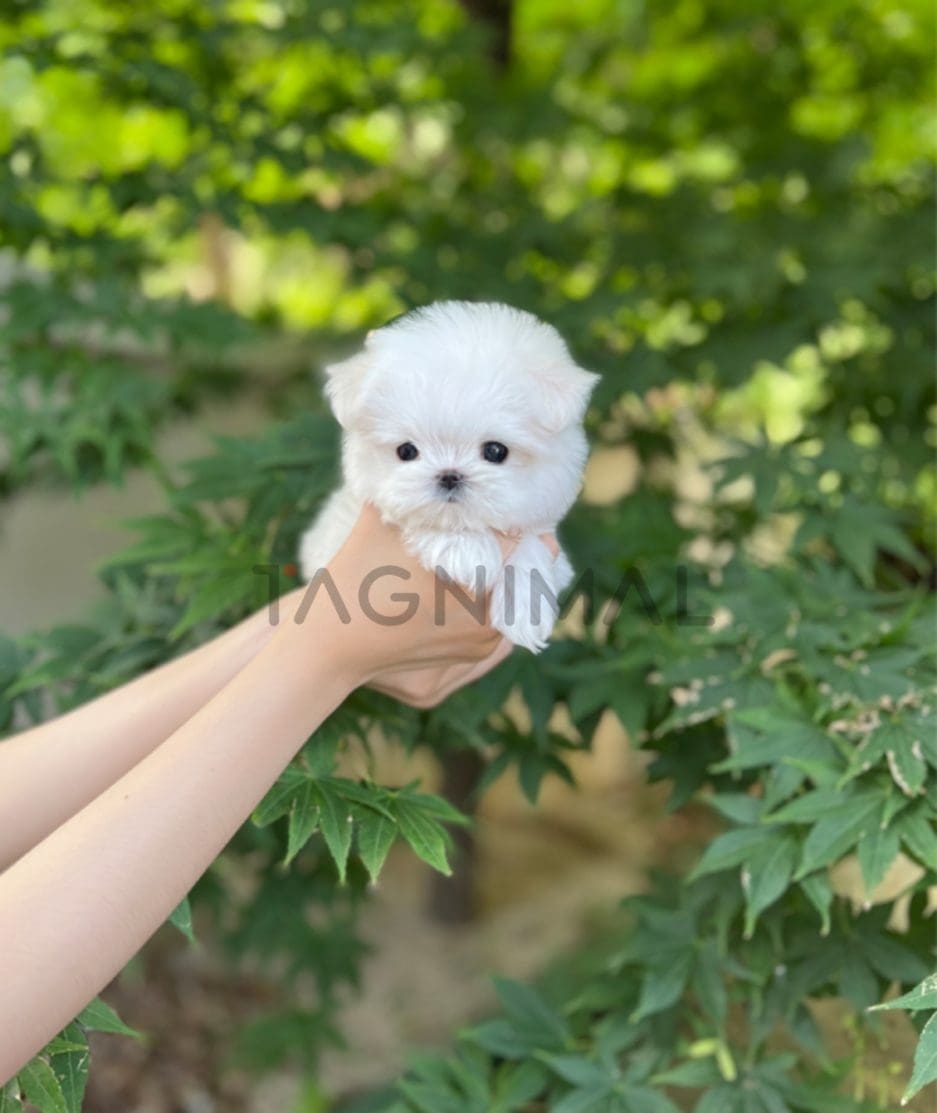 Maltese puppy for sale, dog for sale at Tagnimal