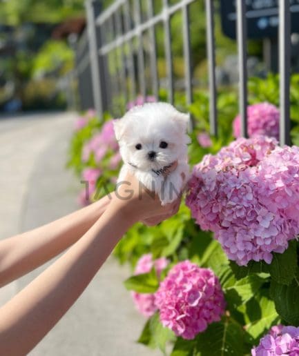 Maltese puppy for sale, dog for sale at Tagnimal