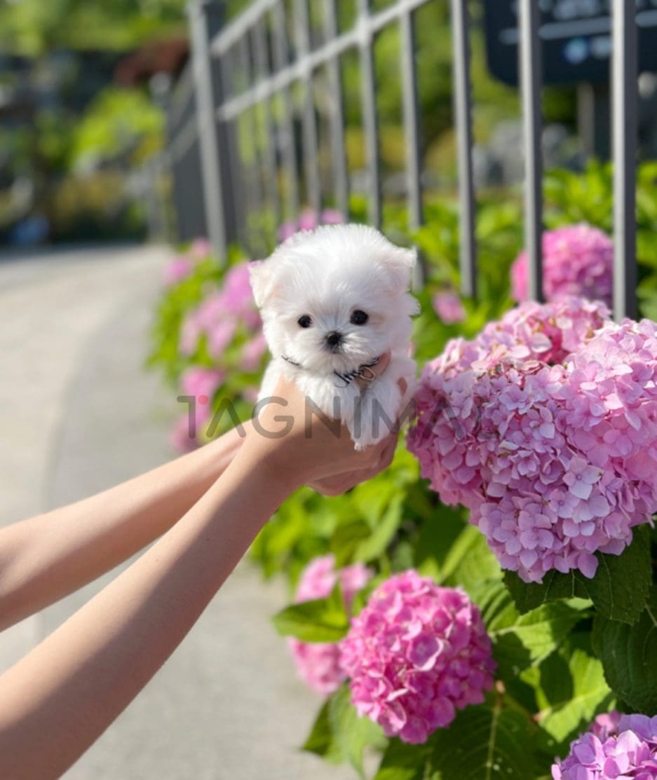 Maltese puppy for sale, dog for sale at Tagnimal