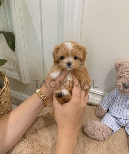 Maltipoo puppy for sale, dog for sale at Tagnimal