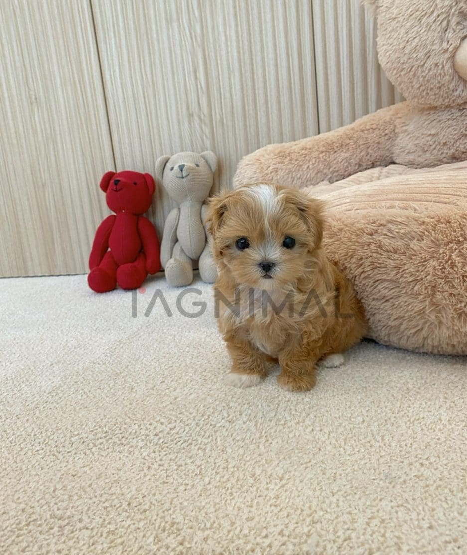 Maltipoo puppy for sale, dog for sale at Tagnimal